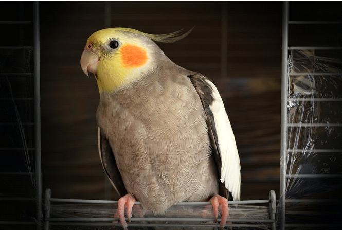 bird img